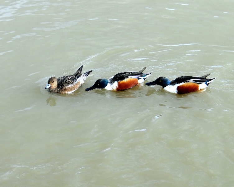 shoveler